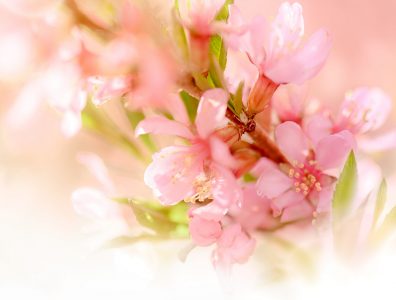 Pink flowers of almond blossom on delicate blurred background. Spring abstract background for invitation or greeting card design.